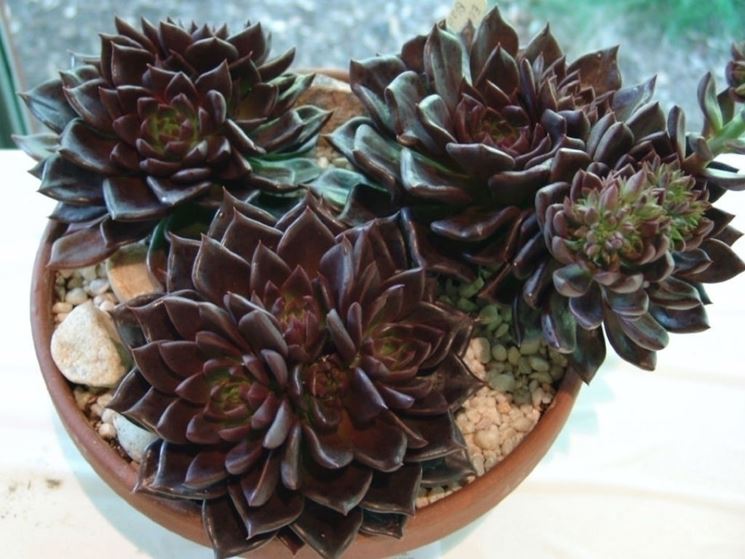 echeveria black prince