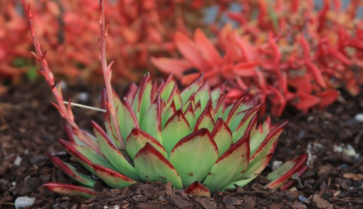 echeveria lipstick