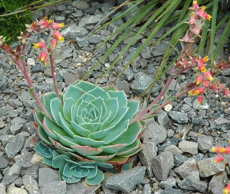 echeveria in fiore