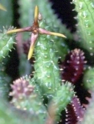 Echidnopsis 