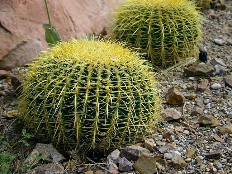 echinocactus_NG1.jpg