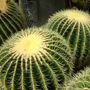 echinocactus