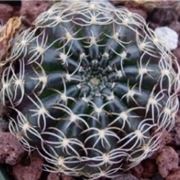 Echinopsis 