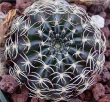 Echinopsis 