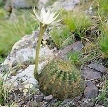 Echinopsis 