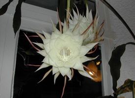 Lingua di suocera  -  Epiphyllum 