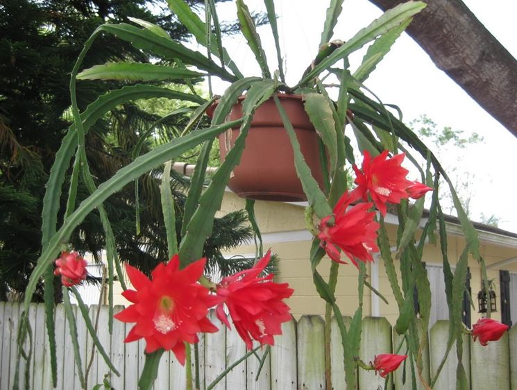 ephiphyllum fiorita