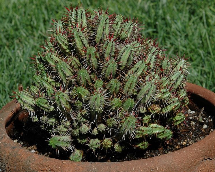 euphorbia