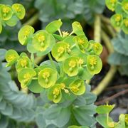 Euphorbia pugniformis