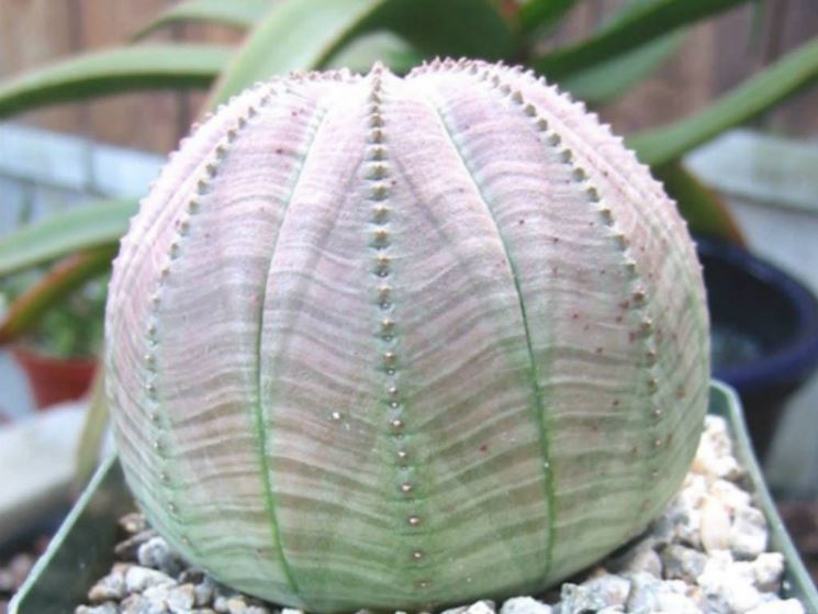 Euphorbia obesa