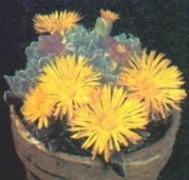 Faucaria 