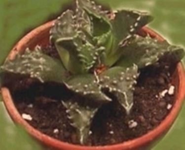 Faucaria tigrina