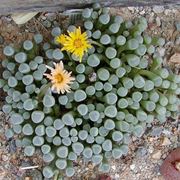 Fenestraria 