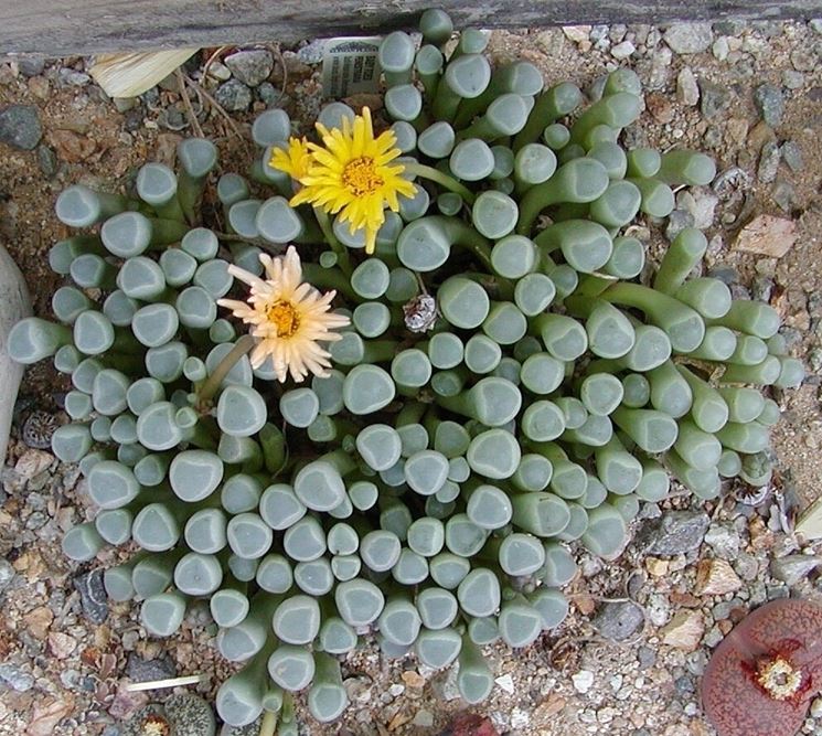 Fenestraria 