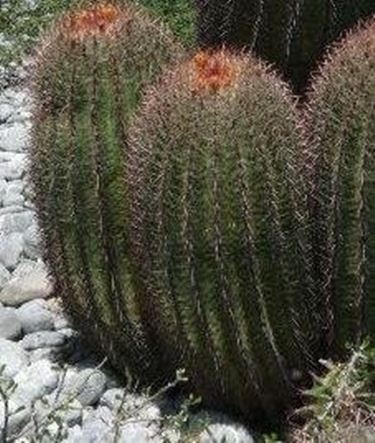 Ferocactus 