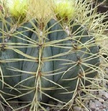 Ferocactus glaucescens