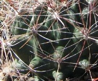 Ferocactus hamatacanthus