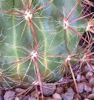 Ferocactus pilosus