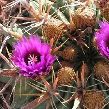 Ferocactus 