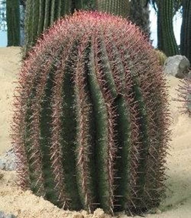 Ferocactus 