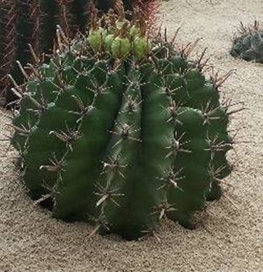 Ferocactus 