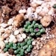 Frithia pulchra 