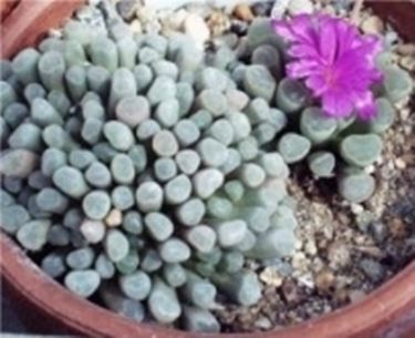 Frithia pulchra 