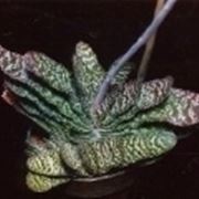 Gasteria verrucosa 