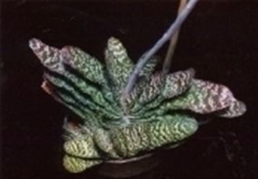 Gasteria verrucosa 