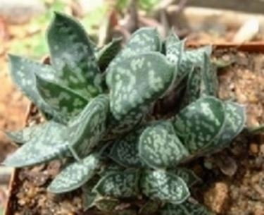 Gasteria verrucosa 