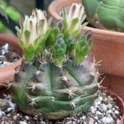 Gymnocalycium andreae 