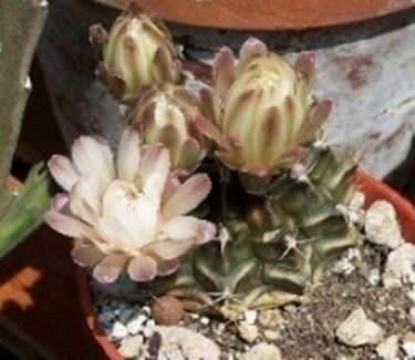 Gymnocalycium andreae 