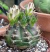 Gymnocalycium andreae 