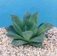 Haworthia