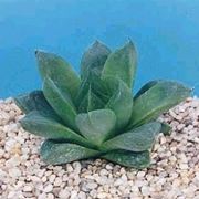 haworthia cymbiformis