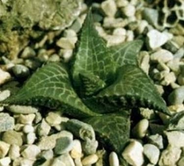 haworthia stellata