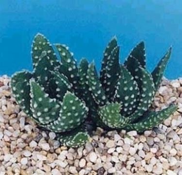 haworthia papillosa