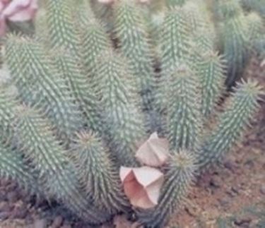 Hoodia 