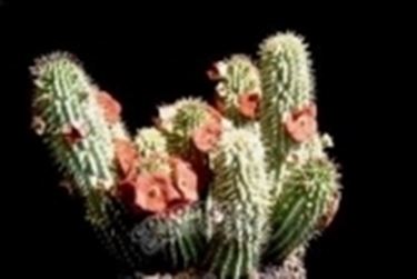 Hoodia 