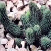 Huernia macrocarpa 