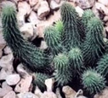 Huernia macrocarpa 