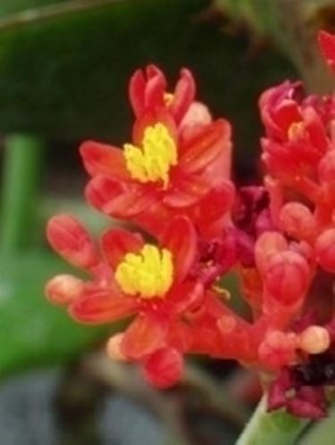 Jatropha podagrica 