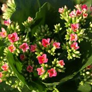 kalanchoe pianta