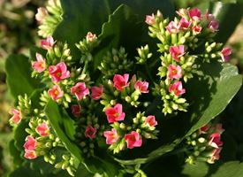 Calancola  -  Kalanchoe blossfeldiana 