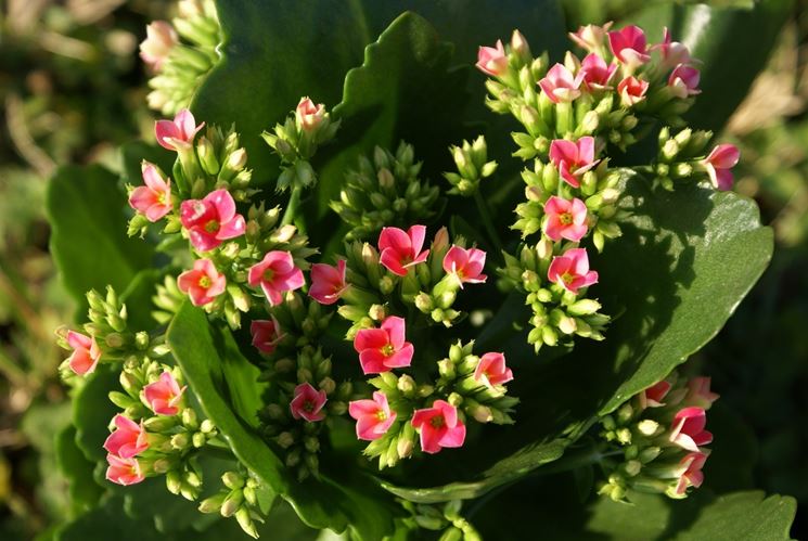 Calancola kalanchoe blossfeldiana kalanchoe blossfeldiana ... Piante grasse da appartamento con fiori