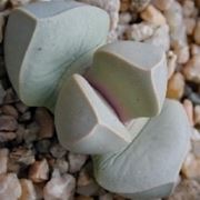 Lapidaria margaretae 