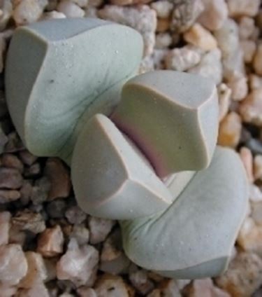 Lapidaria margaretae 