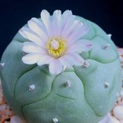 lophophora williamsii