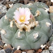 lophophora