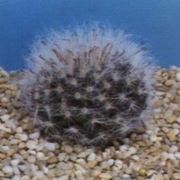 Mammillaria 